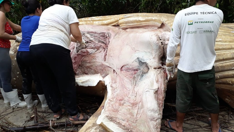 Animal tera a pele e a carne removidos para a preservação da estturua óssea, que deve ser levada até um museu para estudos — Foto: Ascom/Semma