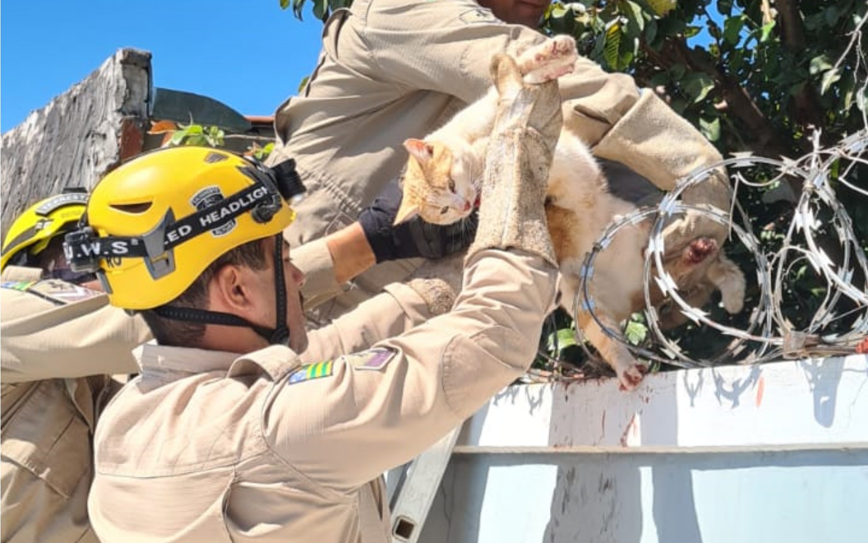Gato é resgatado após ficar preso em concertina de casa, em Formosa 