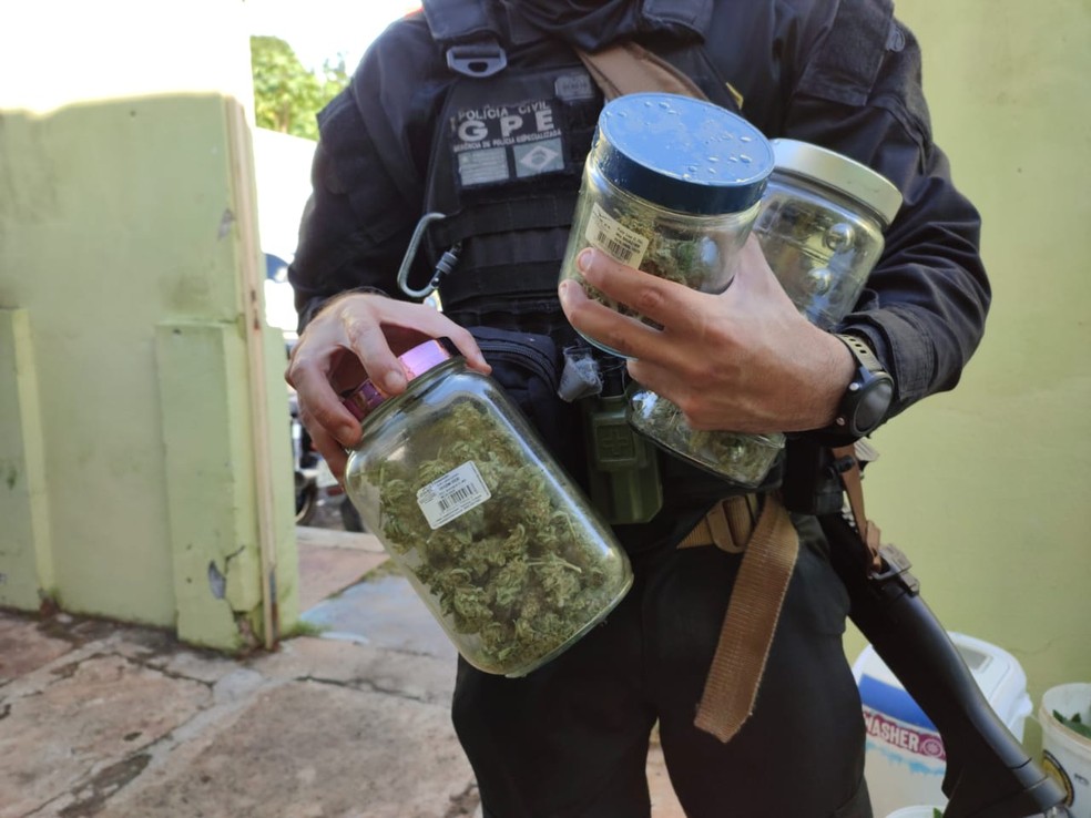 Organizadores de festa são presos com drogas sintéticas e plantação de maconha em estufa em Pedro II, no Piauí — Foto: Portal P2
