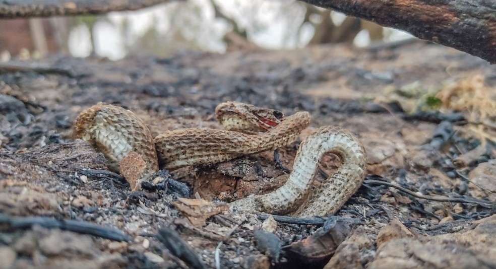 Cobra não consegue escapar de incêndio no Pantanal de Mato Grosso do Sul. — Foto: Silas Ismael/Arquivo Pessoal