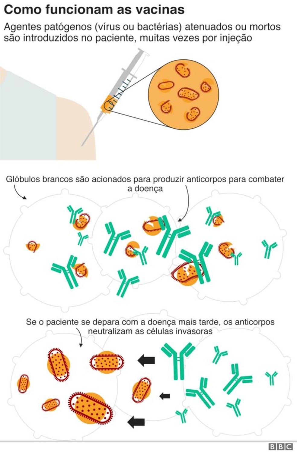 Infogr&aacute;fico mostra como funcionam as vacinas &mdash; Foto: BBC