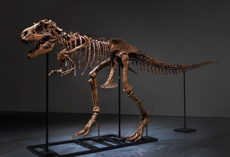 Esqueleto completo de gorgosaurus é um dos principais itens do leilão (Foto: Reprodução / Sotheby/s)