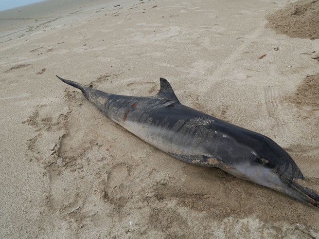 Golfinho foi encontrado encalhado na Praia do Arrombado (Foto: Arquivo Pessoal/Instituto Delta)