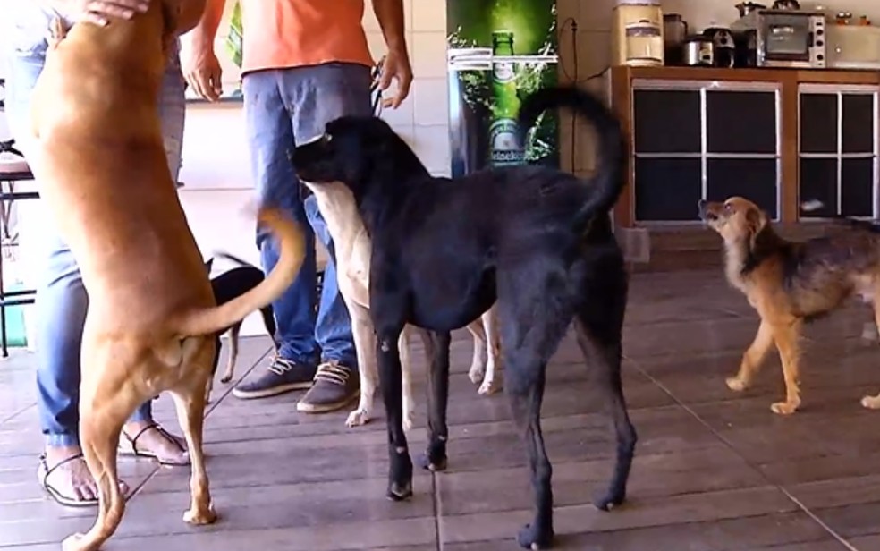 Família tem 13 cachorros adotados, em Morrinhos  — Foto: Reprodução/TV Anhanguera