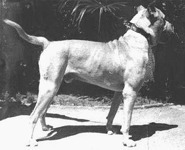 Um dos últimos exemplares do dogo de córdoba (Foto: Domínio Público / WikimediaCommons / CreativeCommons)