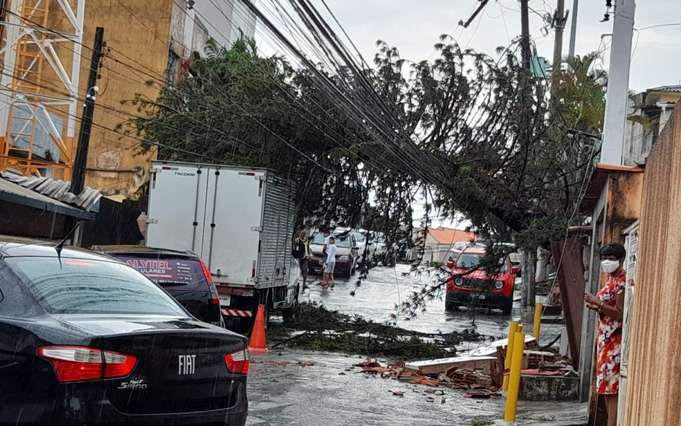 Árvore cai na Alameda Bons Aires, no bairro de Brotas, em Salvador — Foto: Reprodução/Redes Sociais