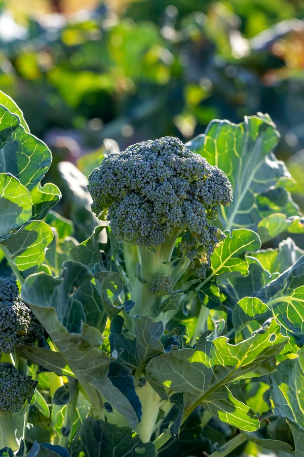 Organic Broccoli Growing On Organic Farm (Foto: Getty Images/iStockphoto)
