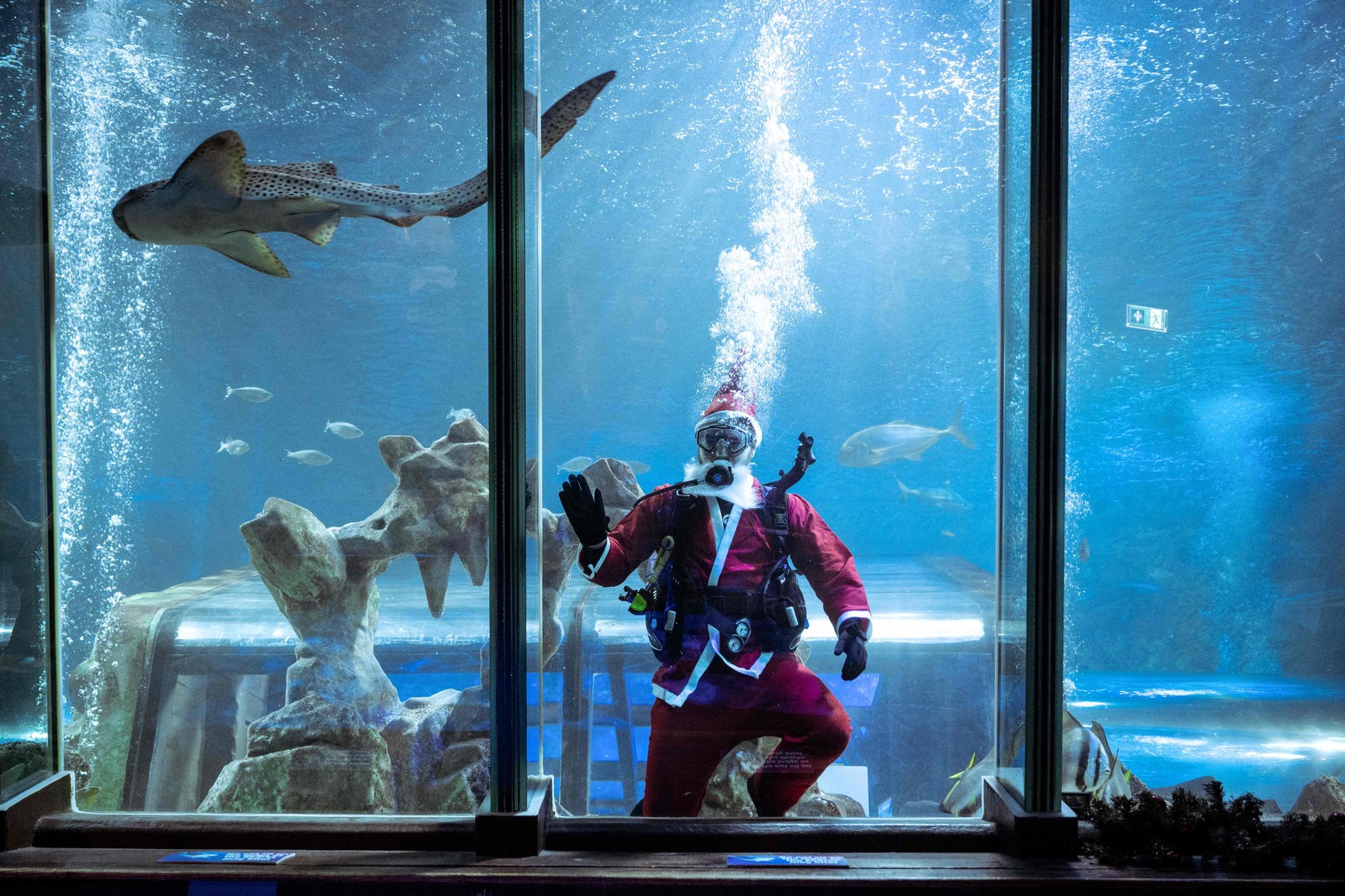 Mergulhador se fantasia de Papai Noel para alimentar animais de um aquário em Blackpool, norte da Inglaterra — Foto: OLI SCARFF/AFP