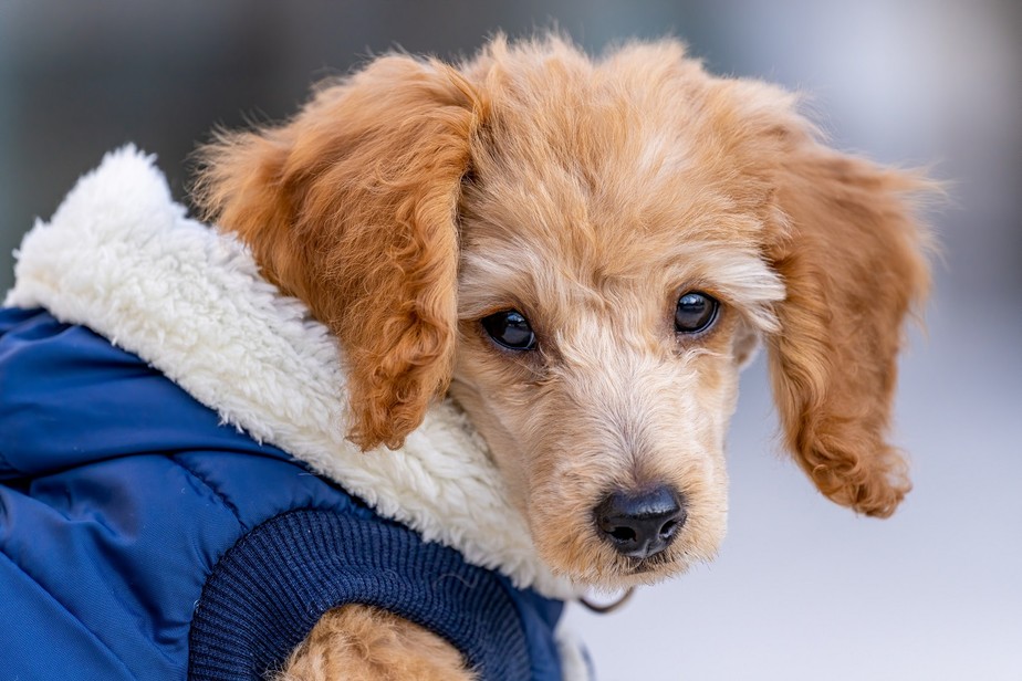 O comprimento e a espessura dos pelos do cão, bem como seu tamanho, influenciam no nível de tolerância do animal ao frio