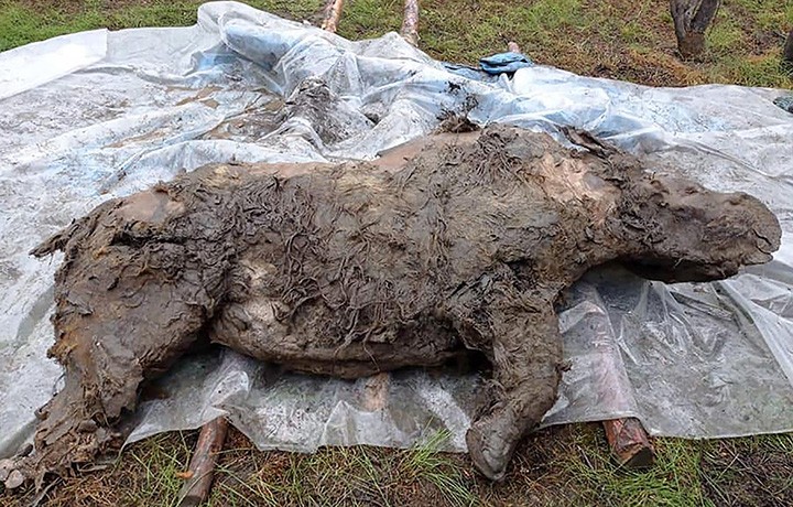 Rinoceronte-lanudo de 20 mil anos é encontrado bem preservado na Rússia (Foto: Valery Plotnikov)