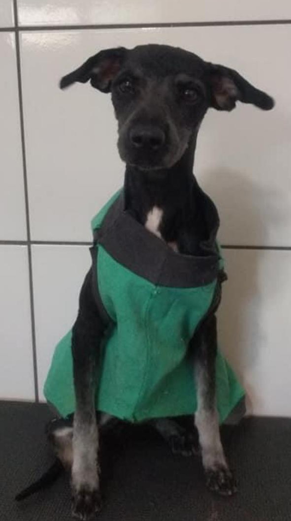 Fábio Bueno levou o cachorro para banho e tosa depois do resgate no lago municipal em Iacanga (SP) — Foto: Fábio Bueno/ Arquivo pessoal 