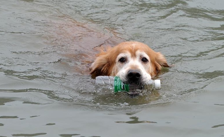Golden retriever retira garrafa de rio na China