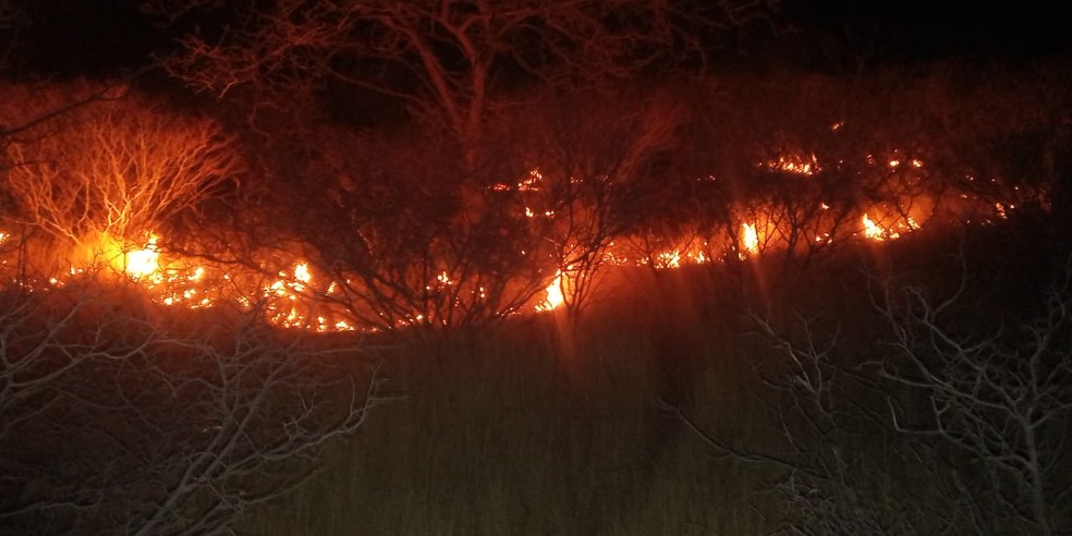 Incêndio destruiu vegetação e animais em Sento Sé — Foto: Grupo de Brigada Força e Resgate de Sento Sé