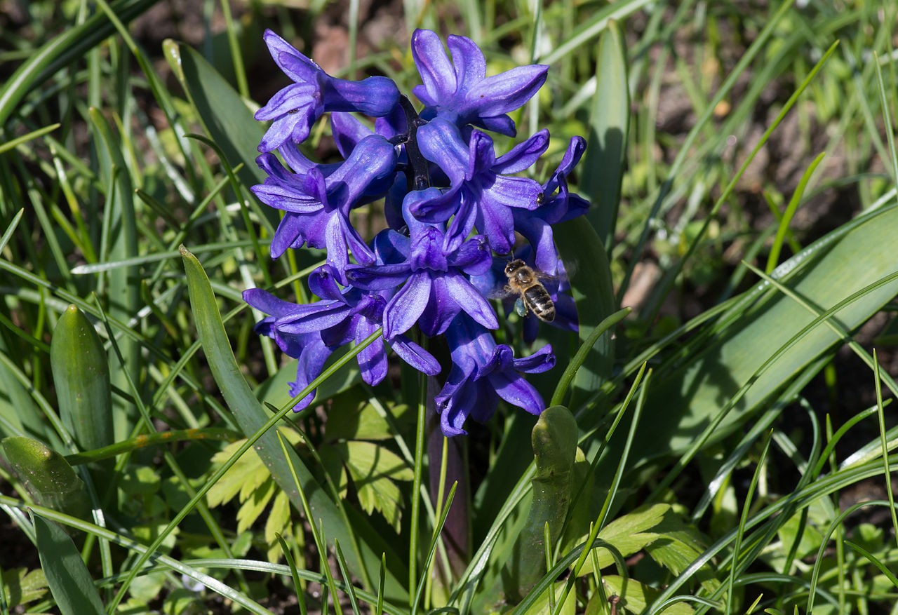 Flores do jacinto podem surgir em diversas cores, incluindo azul, rosa, branco e vermelho  (Foto: Dinkum / Wikimedia Commons)