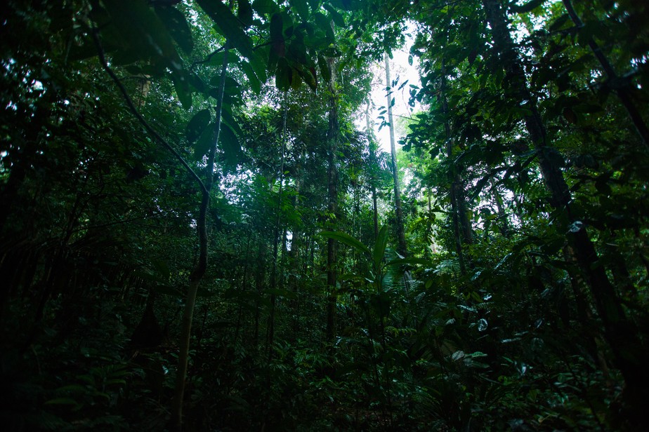 amazonia colombia