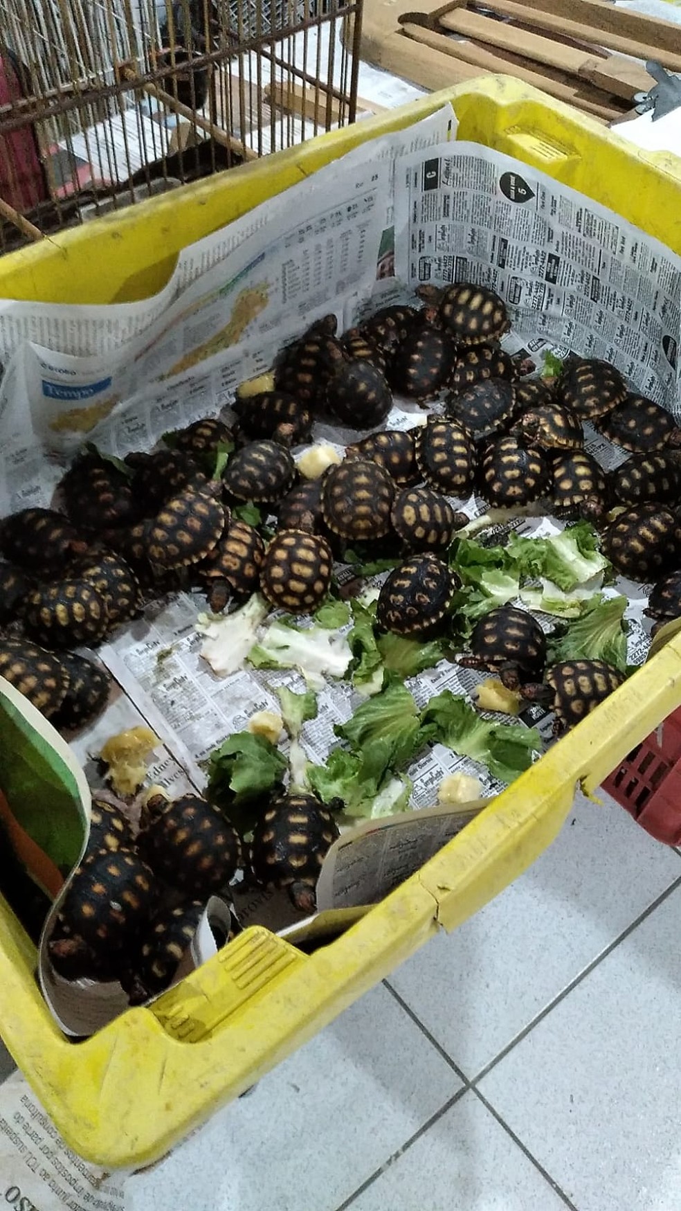 Filhotes de tartaruga são resgatados por policias próximo à estação de trem de Mesquita, na Baixada Fluminense — Foto: Reprodução