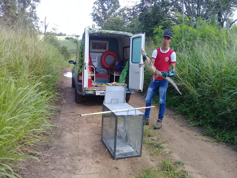 Animal foi solto em uma reserva ambiental da Usina Coruripe — Foto: Instituto Amigos da Natureza