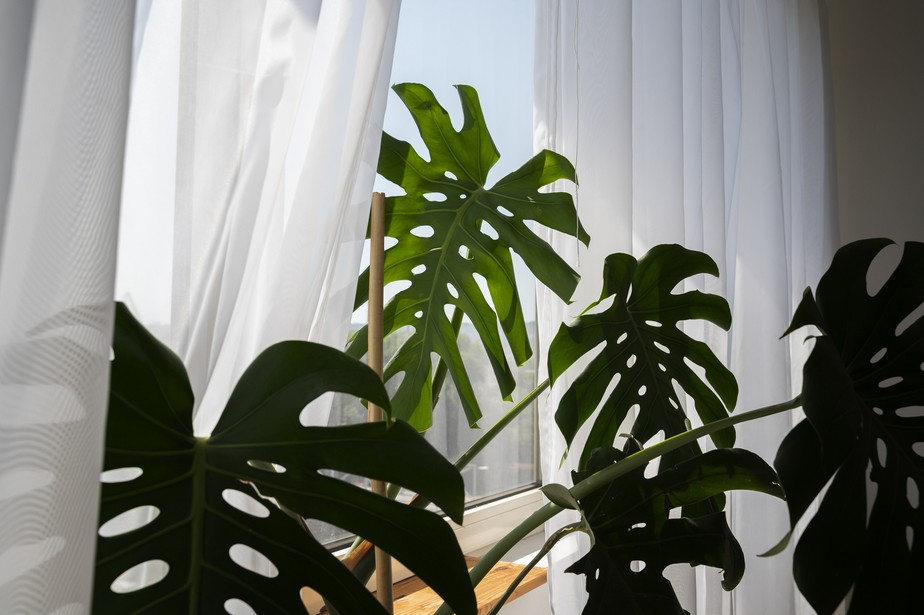 A costela-de-adão é uma das plantas que pode capturar a poeira doméstica e também os poluentes externos carregados pelo vento