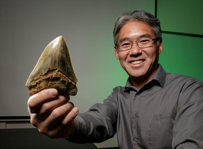 O paleobiólogo Kenshu Shimada, da Universidade DePaul (EUA), segura um dente de um extinto tubarão Otodus megalodon (Foto: Universidade DePaul/Jeff Carrion)
