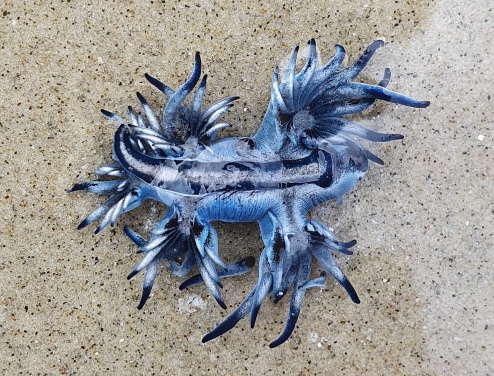 Dragão azul foi flagrado em uma praia de Bertioga — Foto: Dalma Mesquita Ferreira/Arquivo pessoal