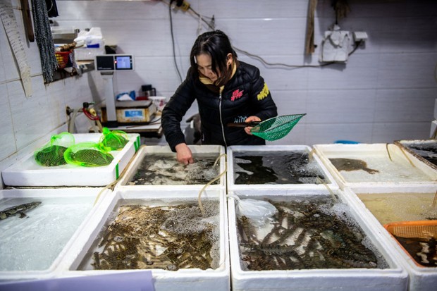 Shanghai, China, 26th Jan 2020, Store vendor tends to live seafood at seafood market. (Photo by: Edwin Remsberg/VWPics/Universal Images Group via Getty Images) (Foto: VW Pics/Universal Images Group v)