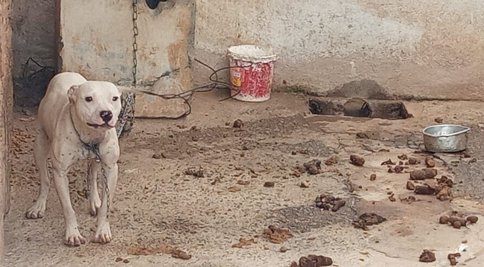 Jovem é preso por maus tratos e cães são resgatados em Barbacena — Foto: PMMA/Divulgação