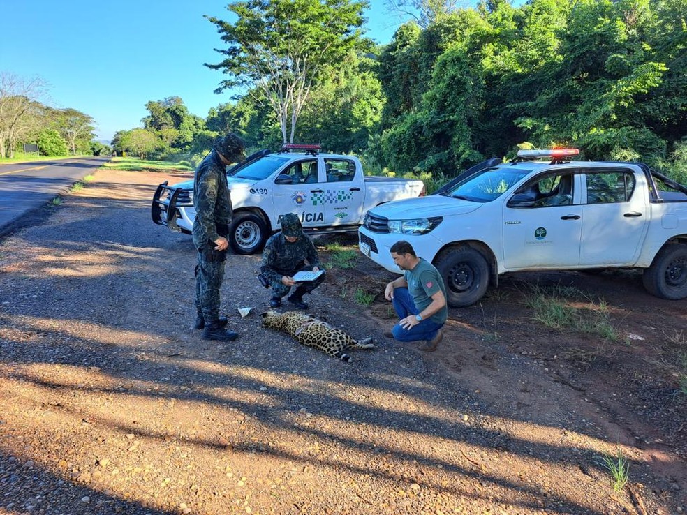 Onça-pintada morreu atropelada, nesta sexta-feira (28), na Rodovia Arlindo Béttio (SP-613), em Teodoro Sampaio (SP) — Foto: Polícia Ambiental
