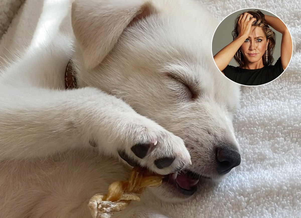 Jennifer Aniston apresenta seu novo cachorro (Foto: Reprodução / Instagram)