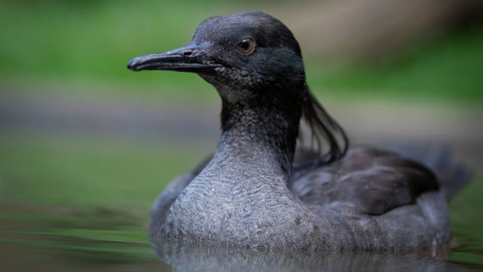 Estima-se que existam apenas 250 patos-mergulhões na natureza — Foto: Rodrigo Agnelli/via BBC