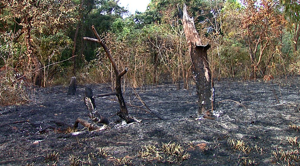 Queimadas causam 113 interrupções de energia em 14 cidades da região de São Carlos (SP) — Foto: Paulo Chiari/EPTV