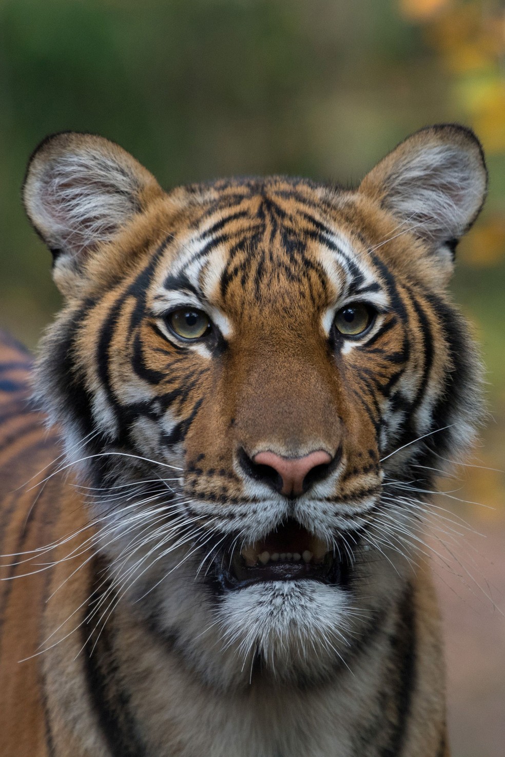 Nadia, uma tigresa malaia de 4 anos, no Zoológico do Bronx, em Nova York, em imagem se data; a instituição informou, em 5 de abril de 2020, que o animal testou positivo para o novo coronavírus (Sars-CoV-2) — Foto: Reuters