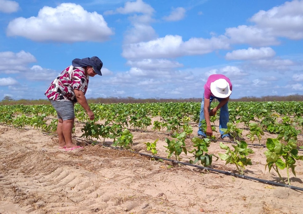 Agricultores de Mossoró esperam um bom período chuvoso em 2022. — Foto: Hugo Andrade / Intertv Costa Branca