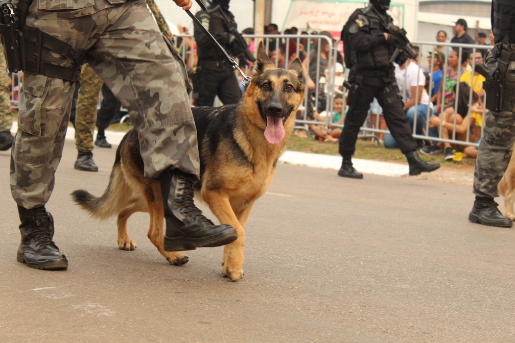 Cão usado em ações policiais participa de desfile militar em Porto Velho. (Foto: Pedro Bentes/G1)