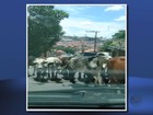 Rebanho de vacas é 'flagrado' fechando rua em bairro de Varginha