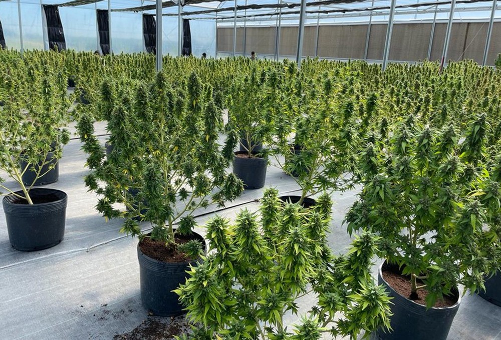 Plantação de cannabis da PUCMED no Uruguai: empresa investe em um mercado potencialmente bilionário no Brasil — Foto: Divulgação