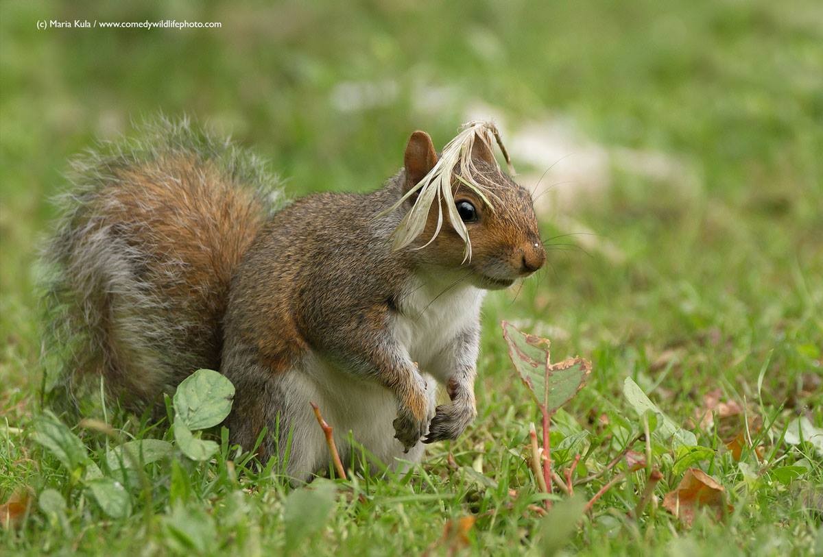 "Curtiu meu penteado?" (Foto: Maria Kula / Comedy Wildlife Photography Awards )