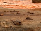 Conheça o Rio Doce antes e depois da enxurrada de lama