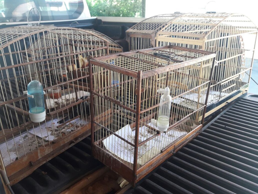 Aves foram soltas em seu habitat (Foto: Betto Lopes/TV Fronteira)