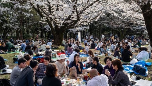 BBC - Milhares de cidadãos foram às ruas e aos parques para admirar as cerejeiras em flor (Foto: Getty Images via BBC News)