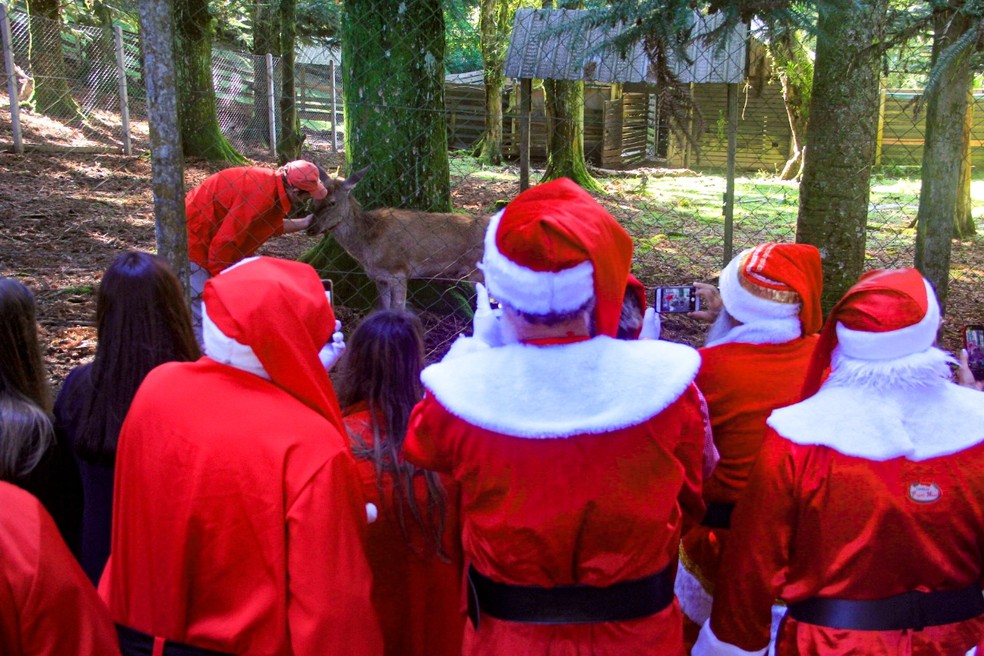 Fihote de rena foi apresentada aos Papais Noéis — Foto: Aldeia do Papai Noel / Divulgação