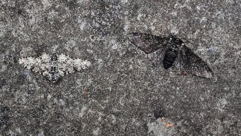 A mariposa apimentada adquiriu uma coloração mais escura para se adaptar à poluição industrial (Foto: Bil Coster/Alamy via BBC News)
