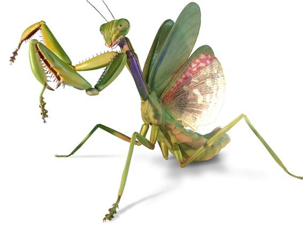 Exposicao Traz Replicas Hiper Realistas De Insetos Gigantes Em Shopping De Campinas Campinas E Regiao G1