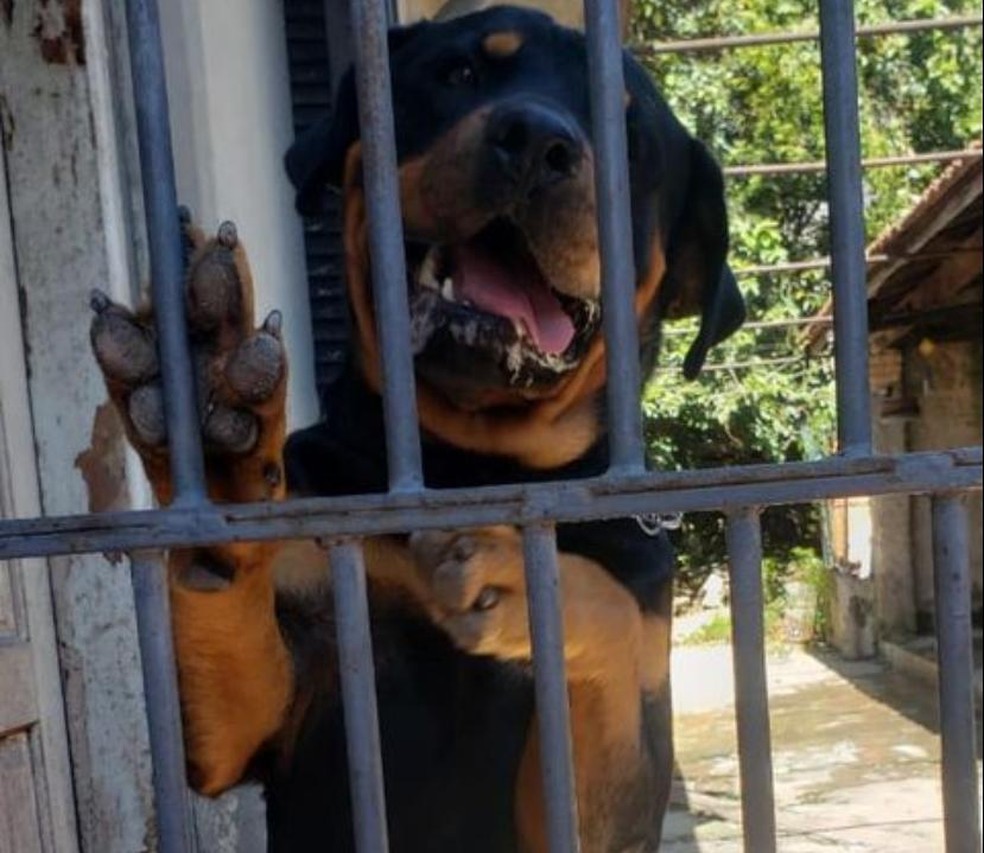 Amigos procuram nova família para cachorro que ficou órfão ao perder tutor  para a Covid-19 | São Paulo | G1