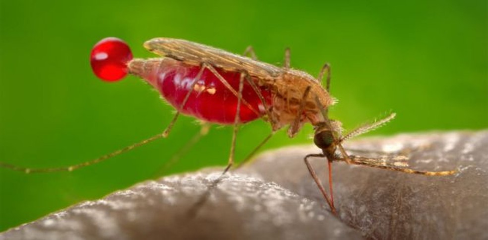 Causador da malária — Foto: WIKIMEDIA COMMONS/CDC/JAMES GATHANY
