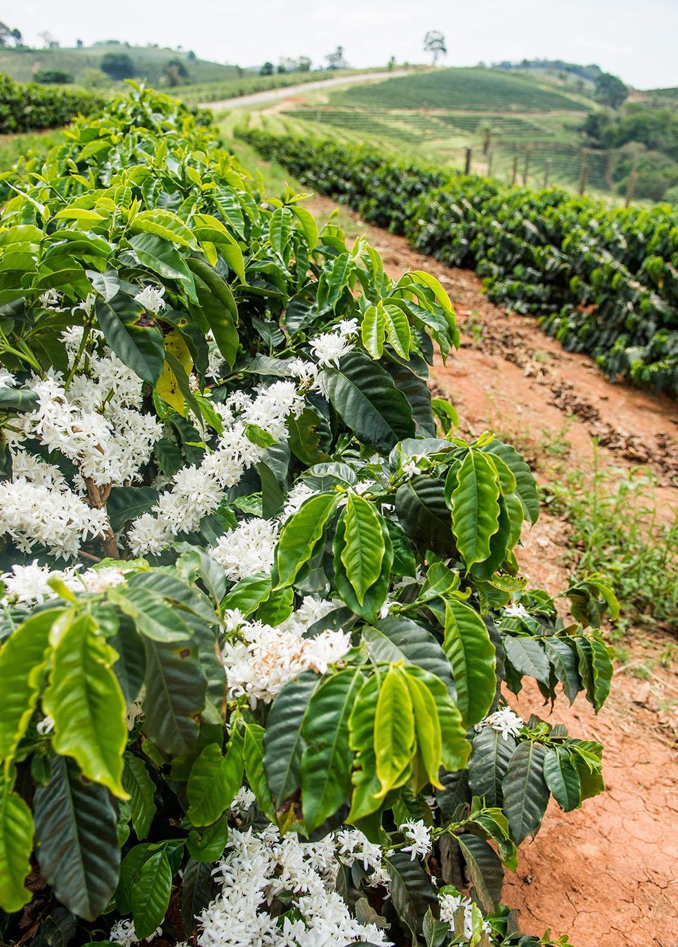 Boa florada sugere maior oferta de café de alta qualidade ...