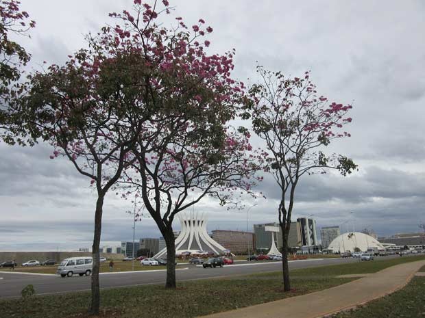 Árvore de ipê florida em frente à Catedral Metropolitana de Brasília (Foto: Gabriela Berrogain/G1)