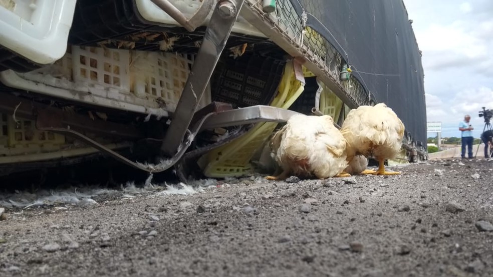 Animais serão retirados antes do veículo ser destombado da rodovia — Foto: Solange Riuzim/RPC