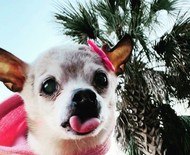 Morre aos 22 anos Peebles, a cachorrinha mais velha do mundo