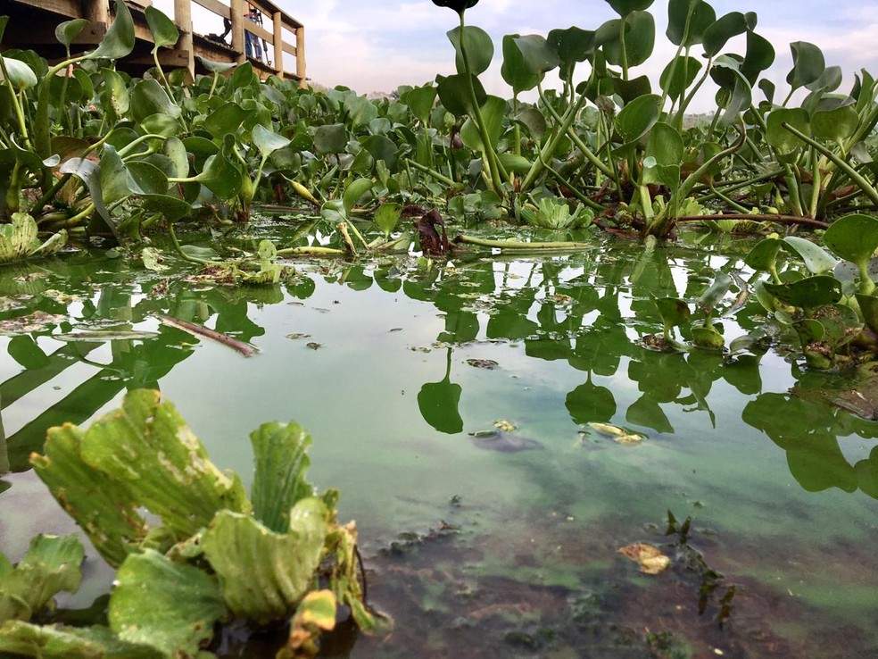 Proliferao de algas no Rio Tiet em 2018  Foto: William Silva/TV TEM