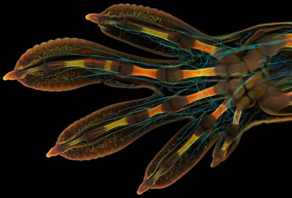 Esta foto de uma pata embrionária de uma lagartixa gigante de Madagascar ganhou o primeiro prêmio na categoria 'top 20' na edição de 2022 do Concurso de Fotografia Microscópica da Nikon.  — Foto: Yousef Al Habshi/ Nikon Small World via BBC